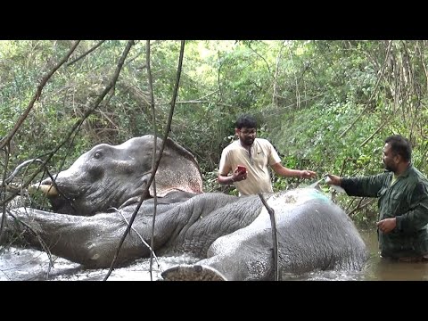 Treating a large tusk elephant lying in the river with an injury | Best wild Animal Treatment #wild