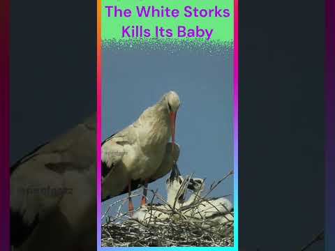 सफ़ेद सारस अपने बच्चे को क्योँ मार देता है? | Why White Storks Kills Its Babies?| Facts|#shorts|