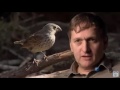 Gene Activity and Finch Evolution