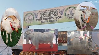 Maharashtra biggest goat exhibition in Chhatrapati Sambhaji Nagar ( Aurangabad )@Dg_sanap_vlog
