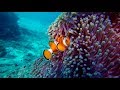 Clownfish and Sea Anemones Relationships