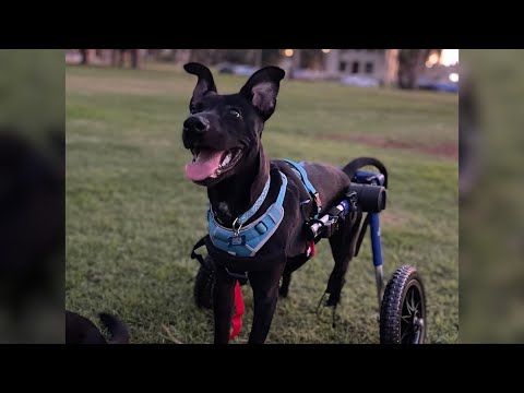 Parecía Que Este Perro Nunca Caminaría, Pero Demostró lo Contrario