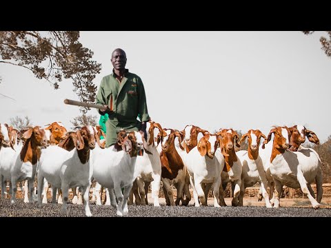 From 2 Local Goats to Hundreds of Boer Goats Abroad  | The True Cost of Profitable Goat Farming!