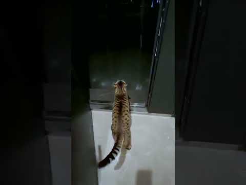 Kicked out the cat