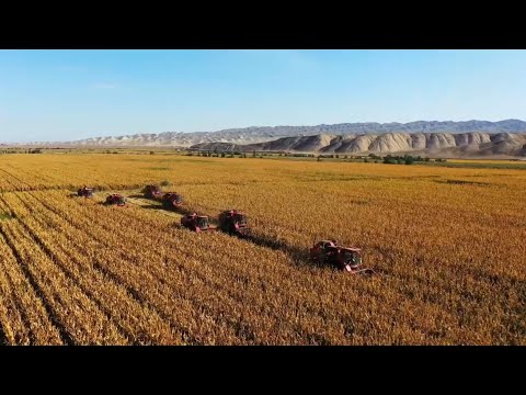 GLOBALink | Modern tech propels high crop yields in China's Xinjiang