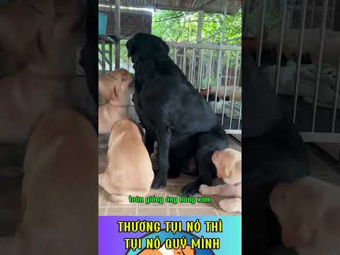 THƯƠNG TỤI NÓ THÌ TỤI NÓ QUÝ MÌNH