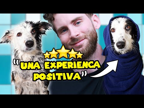 🐶 ENSEÑA a tu perro a amar la ducha! (mi metodo)