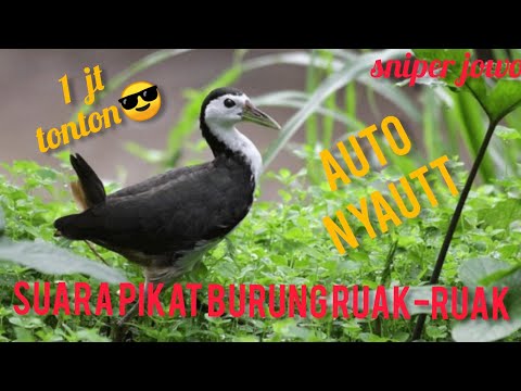 SUARA BURUNG RUAK-RUAK #AMPUH BUAT MANCING /MIKAT SUDAH TERUJI JOSS GANDOSS POKOK,Y