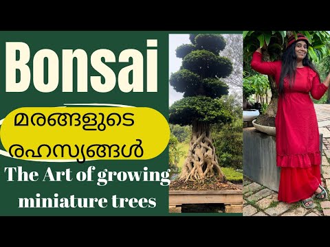 Bonsai മരങ്ങളുടെ രഹസ്യങ്ങൾ / The Art of Growing  Miniature Trees