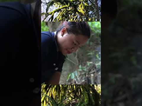 Survival in forest #tent #bushcraft #shelter #building #primitive #camping #diy #design #viral #tent