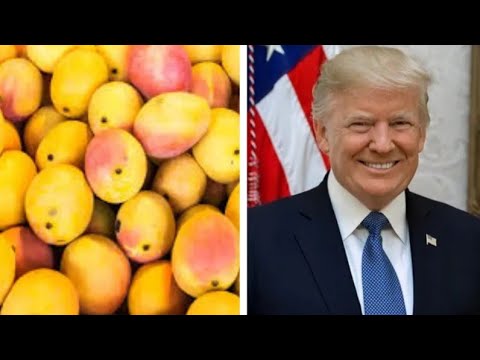 नहीं लिया आम?| सारा आम सऊदी भेजा? | India vs US Mango Diplomacy | Eee News