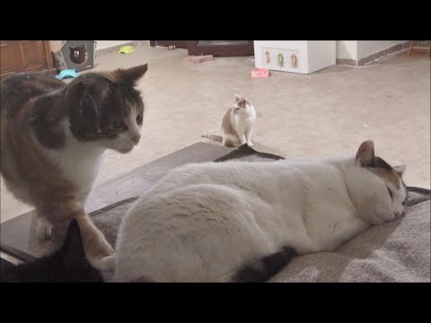 Cat Tries To Get On The Bed Without Waking Other Cat Up