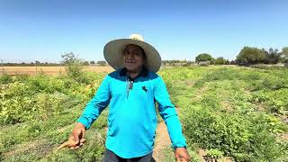 Me gusta trabajar en el campo y producir productos orgánicos 