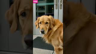 karma dog 🐶 rich driver gets instant trash payback #karma #driver #shorts