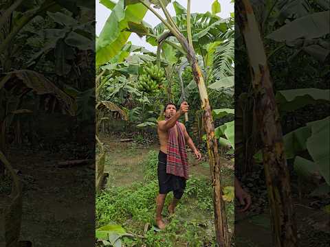 Funny  banana 🍌😱 part 1264 #shorts #viral #banana #satisfying #shortsviral #farming #bananacutting