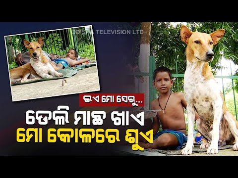 Special Story | Human-Animal Special Bonding Amid COVID Crisis | A Speical OTV Report