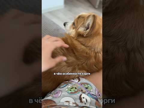 Особенности корги 🙈 #corgi #funny #shortsvideo #puppy #shortvideo #shotrs #корги