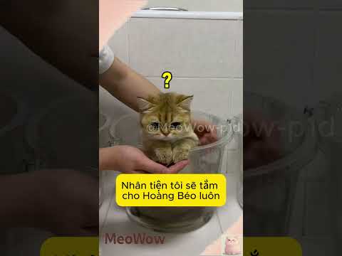 Ai đó cứu Hoàng Béo với #meowow #shorts #funny