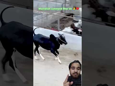 Mashallah ❤️🤲🦬 #cow #animals #cowbeauty #cowlover #cattles #bull #hmcattlefarm #goat #gulfcattlefarm