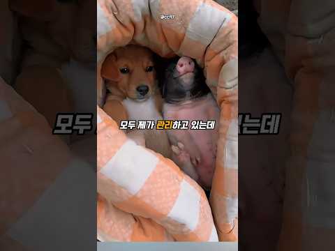 길냥이 70만원에 삽니다 제발