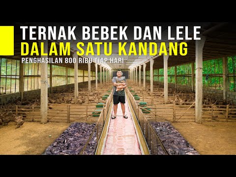 Untung 2 Kali Ternak Bebek Petelur dan Lele Dalam Satu Kandang Bisa Panen Ribuan Telur Tiap Hari