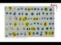 Mitosis and Mitotic Index Concepts