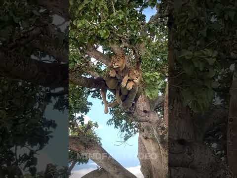 The Myth of Lions: Yes, They Can Climb Trees #science #animalscience #wildlife