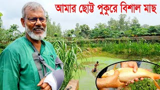 1211-ছোট্ট পুকুরে বিশাল লাল রুই মাছ - র.ই মানিক চিত্রপুরী   R.I Manik.Chitrapuri Krishichitra