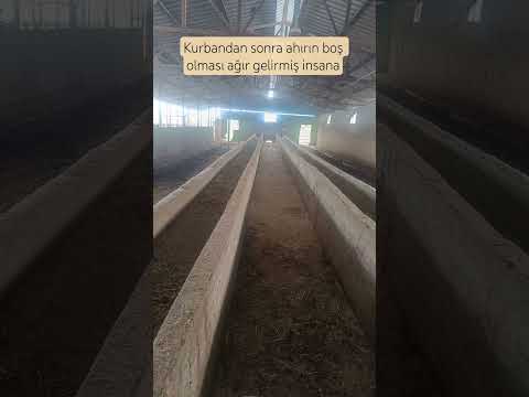 Kurbandan sonra ahırın boşluğu zor gelirmiş insana #keşfet #sevgi #Kurban #ahır #bayram