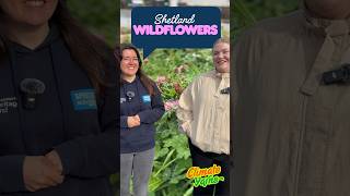 Climate Yarns: Shetland Wildflowers
