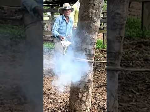 Soga de cuero de res, saca humo  o trae el botalón al rozar #llano #cuero
