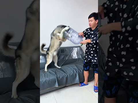 My Dog is Very Cute Dog: You are the dog! Who doesn't have a stupid dog? ❤️️💙🌺💛#shorts #dogs #pets