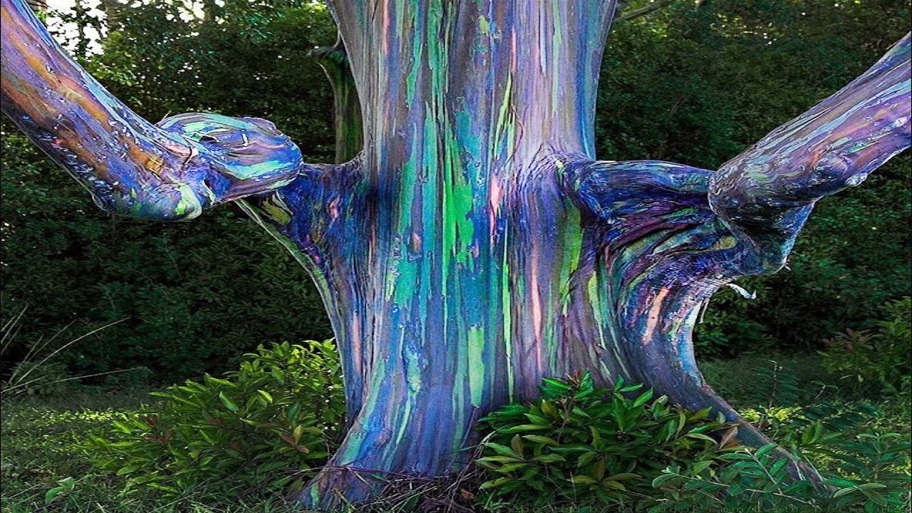 MOST UNUSUAL LOOKING TREES in the World