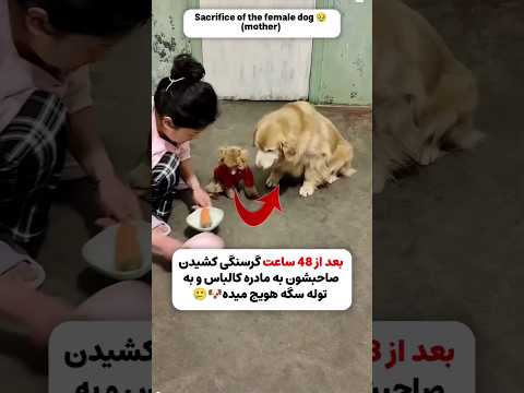 ♥مادر' مثل اینکه فقط از دست این خانوم غذا میخورن و ایشون بیمارستان یوده  اومده الان غذا بهشون میده