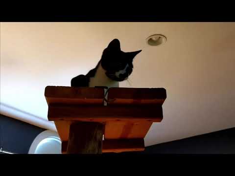 2025-06-25 Micro:  Spa time with the Meowtfits