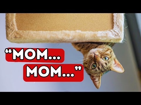 The Real Reason Your Cat Follows You ( Everywhere )