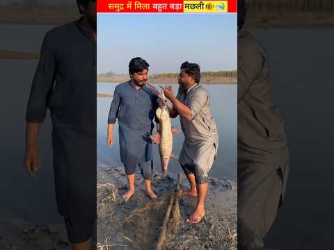 समुद्र में मिला बहुत बड़ा मछली?? | #shorts