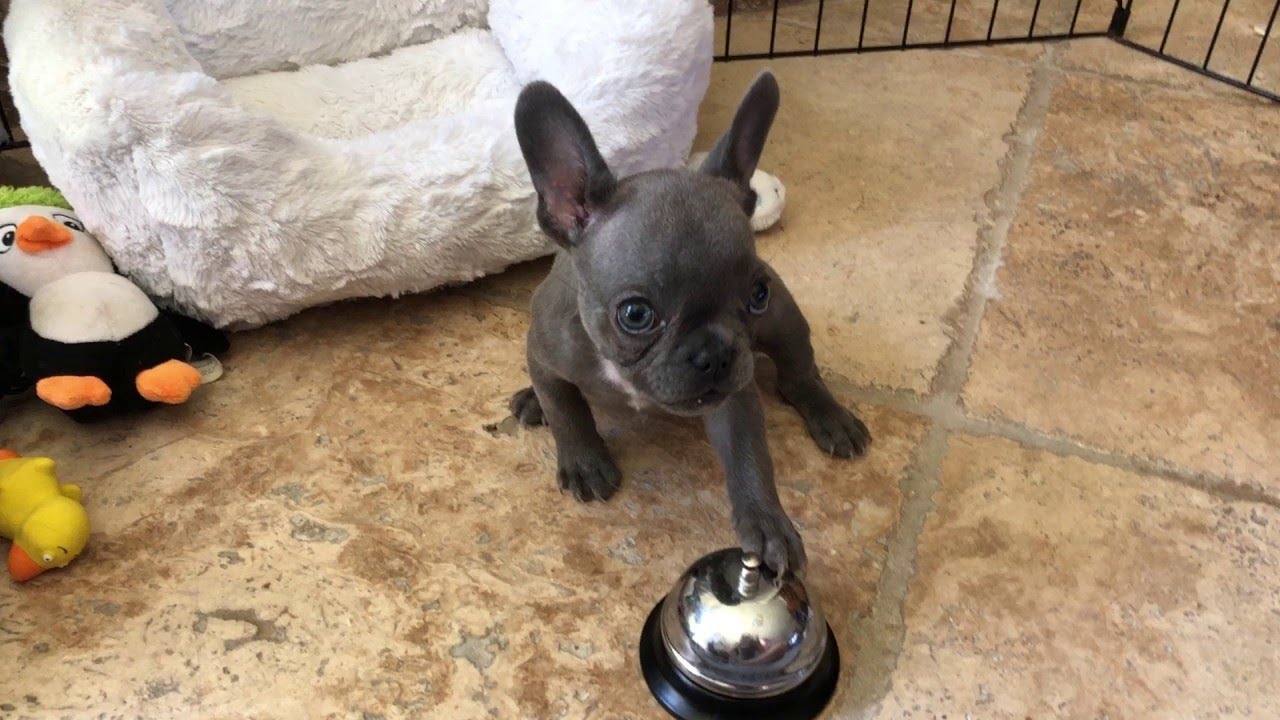 Puppy Rings Bell For Treat