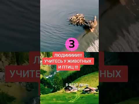 Людииииии, учитесь у животных и у птиц ❤️