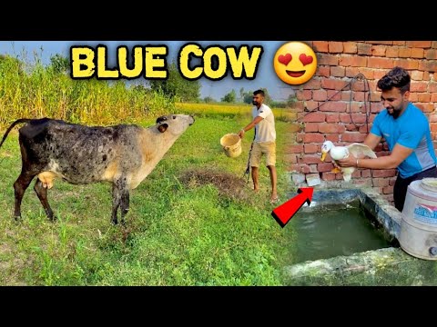 FINALLY Blue Color Ki Gaye Pakad Hi Li 😍