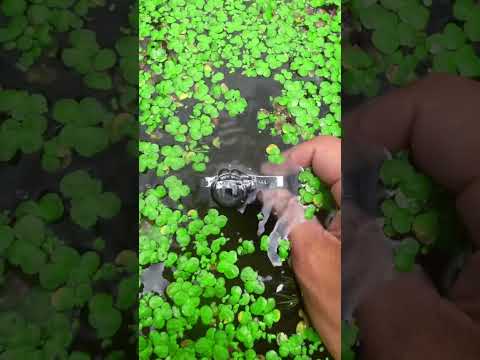 the beauty of nature - You didn't think it was that beautiful 694th clip #satisfying