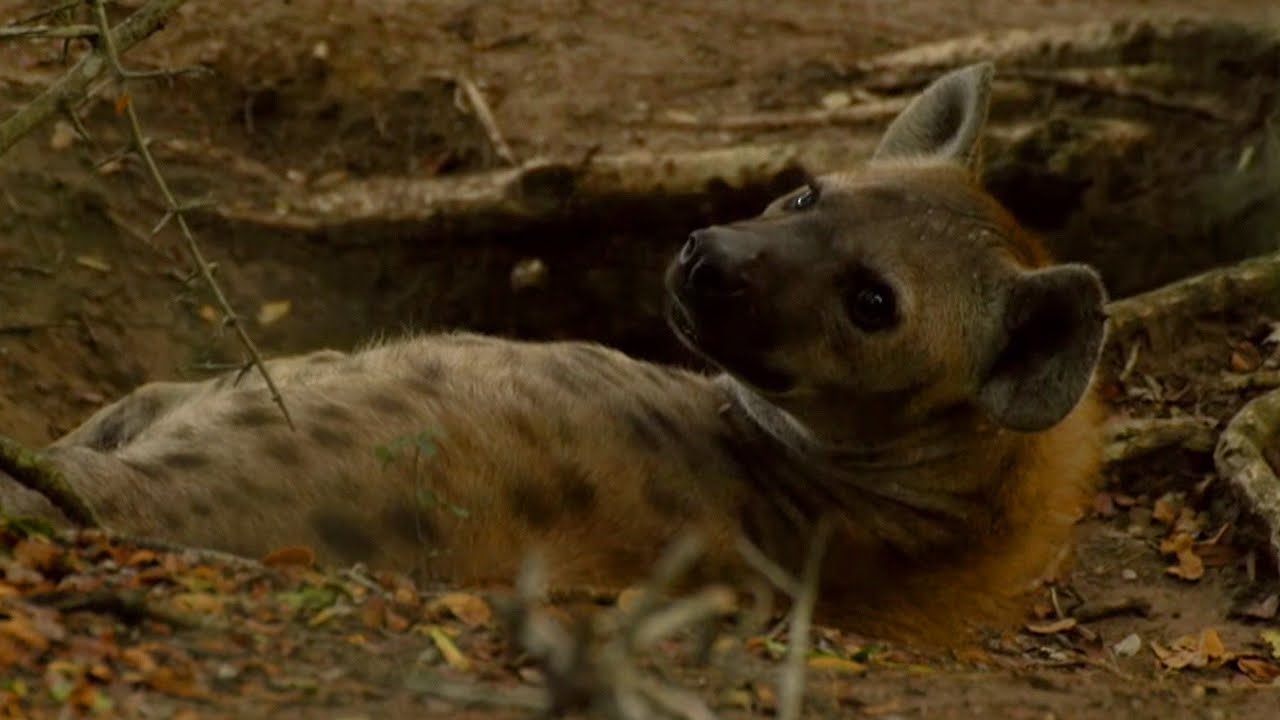 Female Dominance Over Male Hyenas Animals In Love BBC