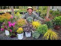 Shrub Identification and Characteristics