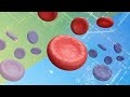 Exploring Red Blood Cell Anatomy and Function