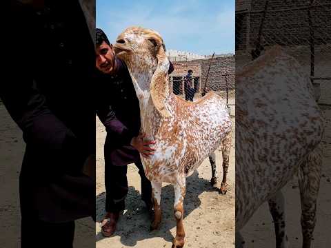 #Hamare #Pakistan #ka sabse #bada bakra Marky Gina