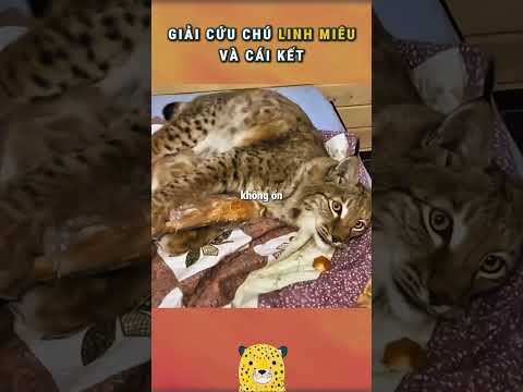 Giải Cứu Chú Linh Miêu Và Cái Kết...