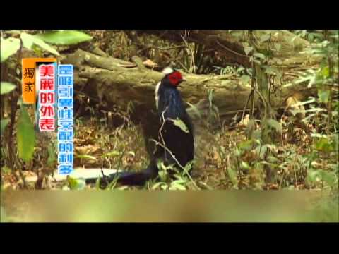 科學再發現 動物求偶出奇招-民視新聞 - YouTube(2分09秒)