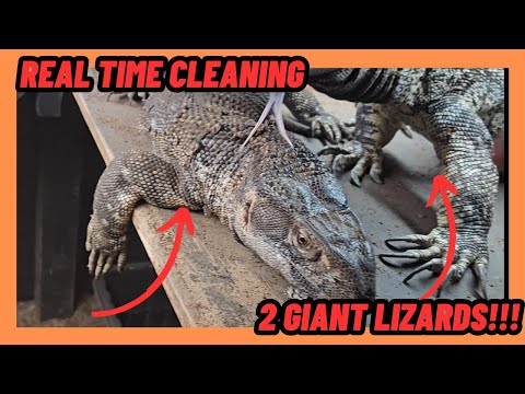 CLEANING FOR 2 GIANT BLACK THROAT MONITOR LIZARDS