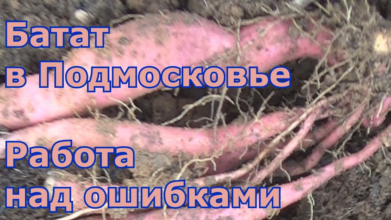Урожай батата не порадовал. Какие допустила ошибки по выращиванию батата в Подмосковье и как решать?