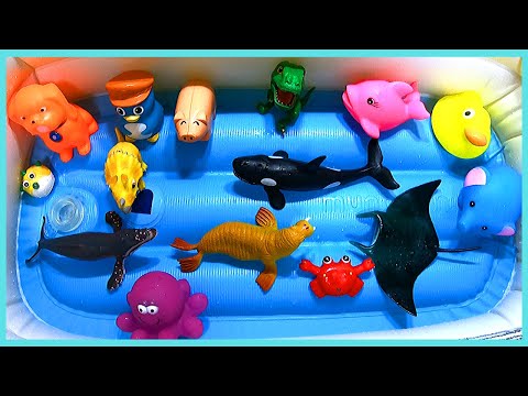 Learn Color with Sea Animals Wild Zoo Farm Animals name English Korean 바다동물 농장동물 색깔 이름 배우기 영어 한국어